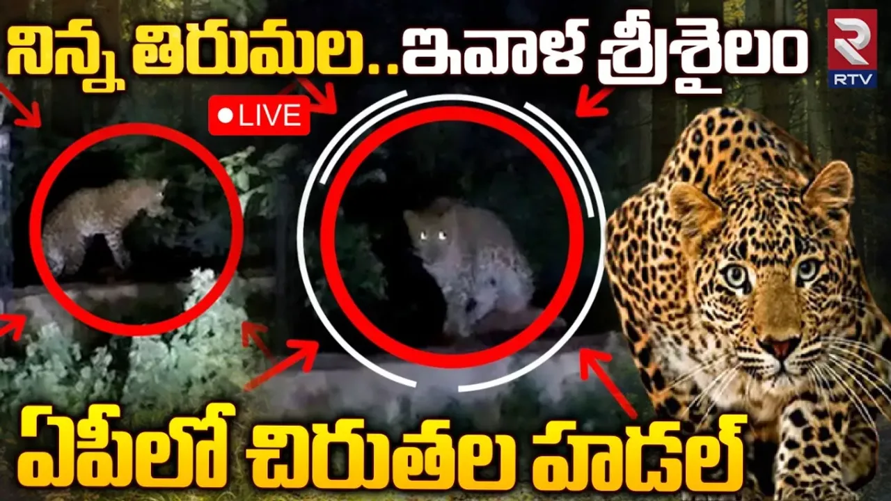 AP Chirutha: నిన్న తిరుమల..ఇవాళ శ్రీశైలం.. హడలెత్తిస్తున్న చిరుతలు
