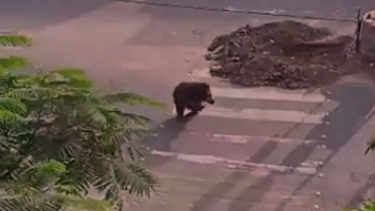 Bear In karimnagar: హమ్మయ్య...ఎలుగుబంటి చిక్కింది..ఊపిరి పీల్చుకున్న జనం!