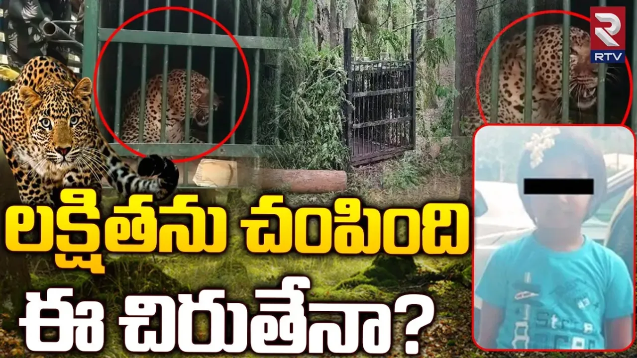 Tirumala chirutha Video : బోనులో చిక్కిన చిరుత.. ఫలించిన అటవీ శాఖ సిబ్బంది ప్రయత్నాలు!