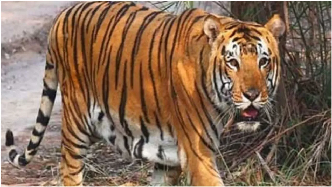 Tiger roaming in Sangareddy:సంగారెడ్డిలో పులి సంచారం.. ఆవు మెడను కొరికి చంపిన పులి!