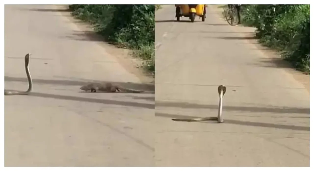 Viral Video: నడిరోడ్డుపై పాము, ముంగీస హల్చల్.. చూస్తూండిపోయిన జనం