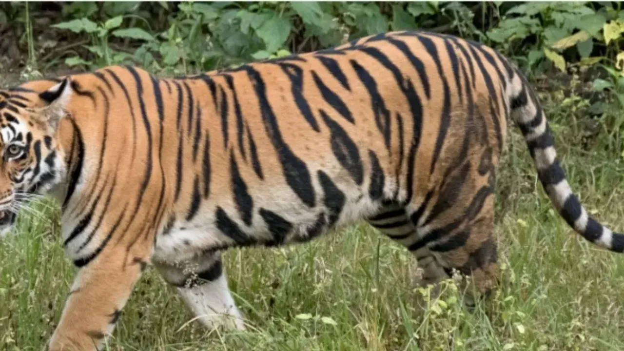 అసలు తిరుమలలో ఏం జరుగుతుంది?