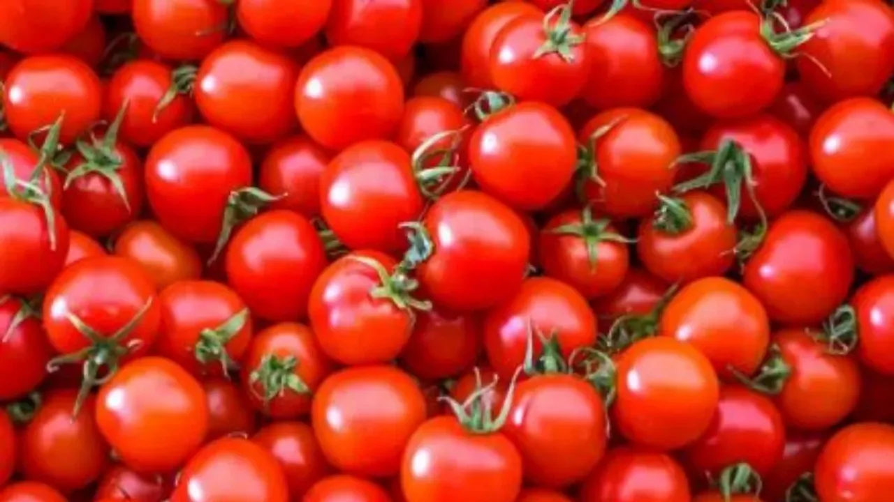 Tomato price: దిగొచ్చిన టమాటా ధరలు.. కిలో ఎంతంటే.?