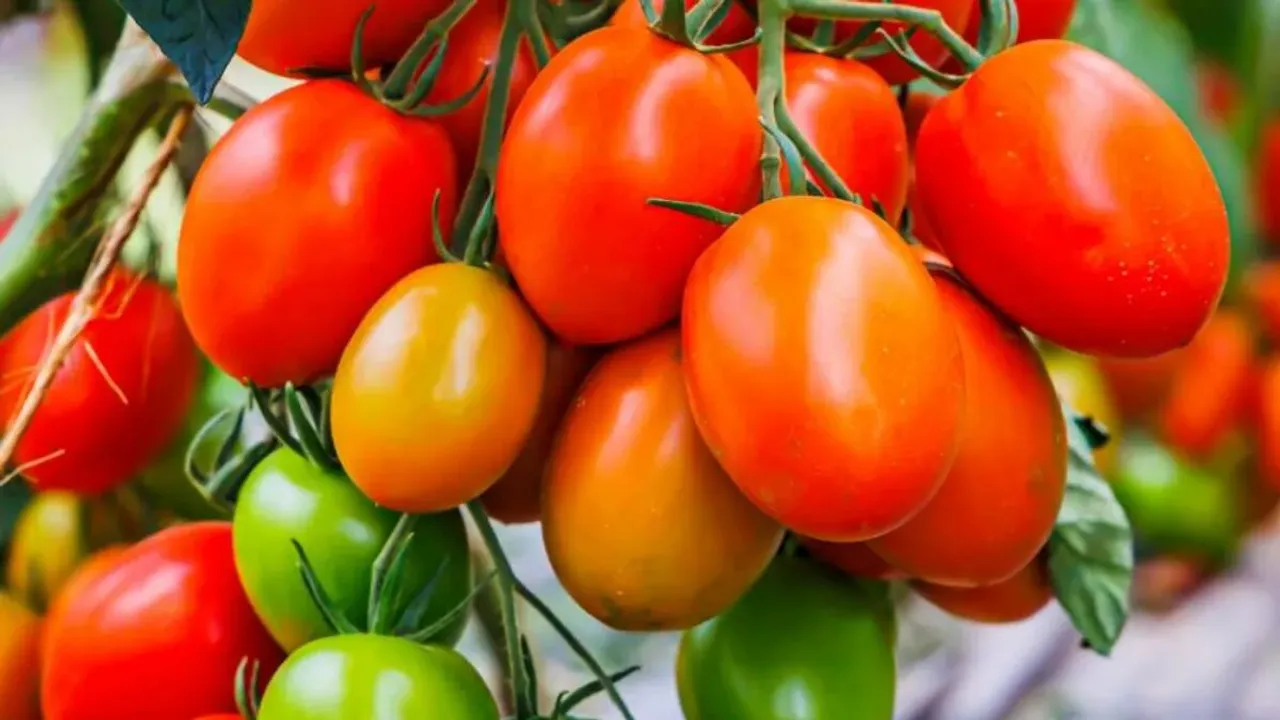 Tomato Price falls: ఒక్కసారిగా పతనమైన టమాటా.. కన్నీరు పెడుతున్న రైతులు!!