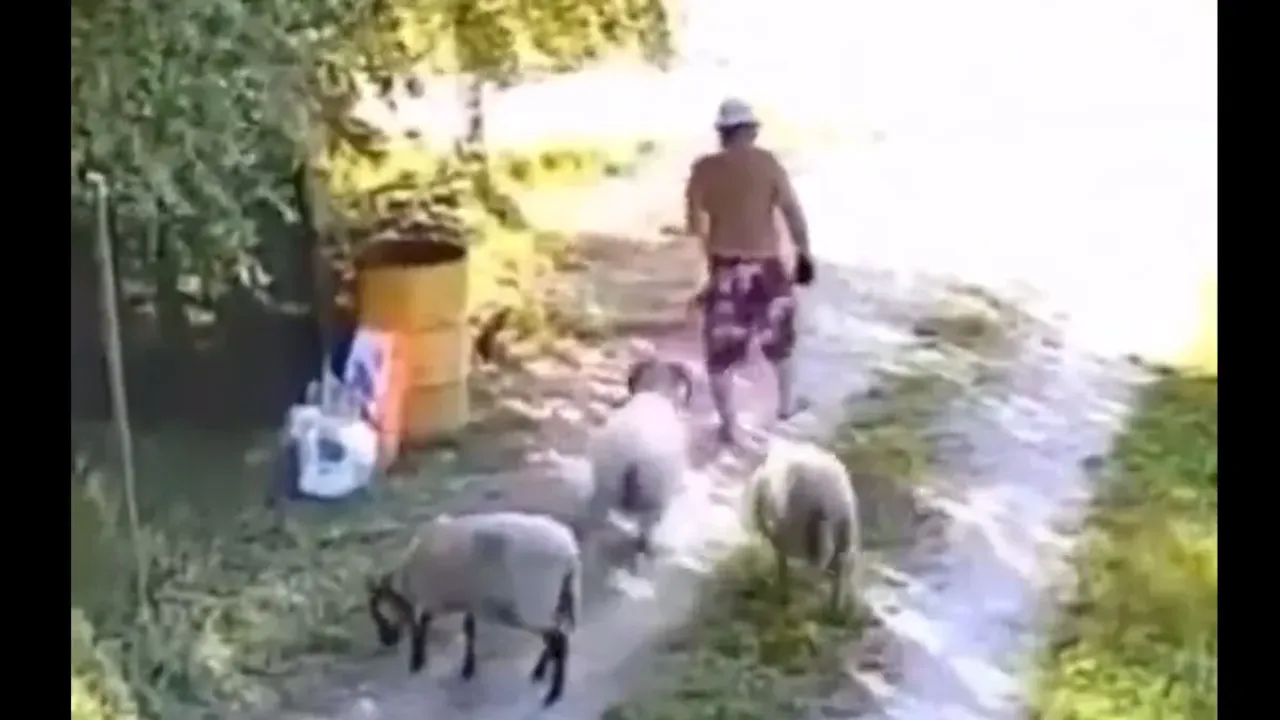 Viral Video: ఇంత తింగరి గొర్రె ఏంట్రా బాబూ.. నమ్మించి కుమ్మేసింది.. వీడియో చూస్తే నవ్వాగదు..