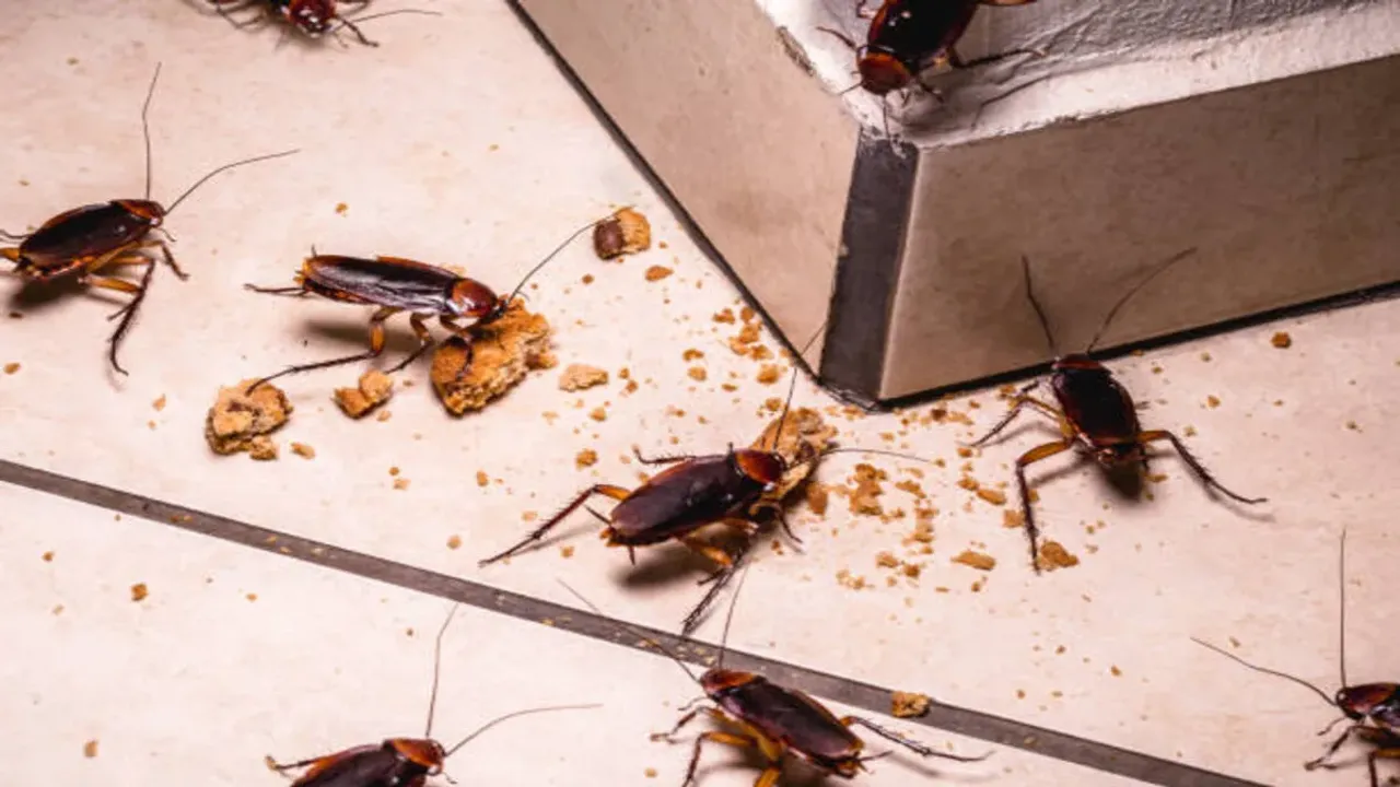 Kitchen Tips : ఈ చిన్న టిప్స్ పాటిస్తే మీ ఇంట్లో నుంచి బొద్దింకలు పరార్!