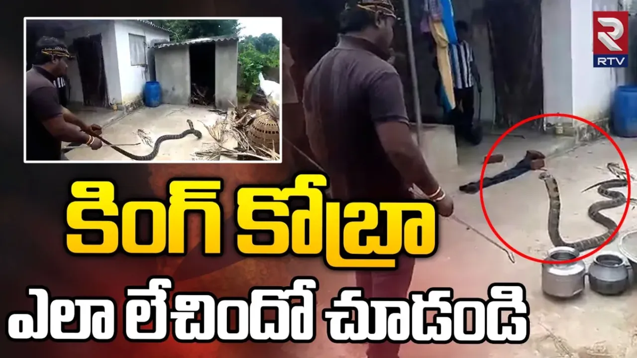 King cobra: బాబోయ్‌ ఇంట్లోకి కింగ్ కోబ్రా.. తర్వాత ఏం జరిగిందంటే?