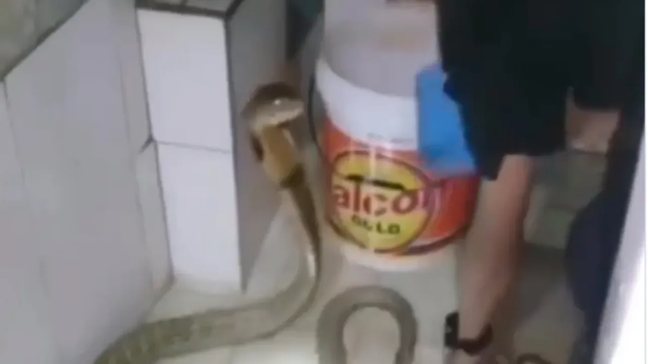 king cobra: వామ్మో... పాముతో పరాచకాలు, తేడా వస్తే ఉంటాయా ప్రాణాలు