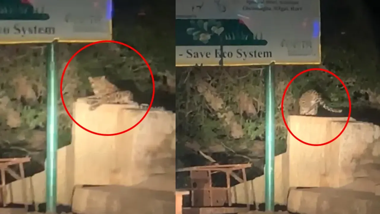 Srisailam: శ్రీశైలంలో చిరుత పులి సంచారం.. భయాందోళనలో భక్తులు..