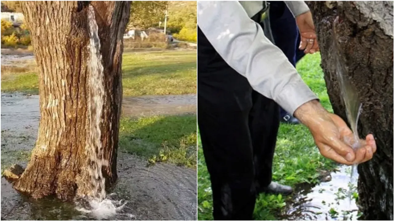 Watering Tree: శాస్త్రవేత్తలకే అంతుచిక్కని నీళ్లు ఇచ్చే చెట్టు