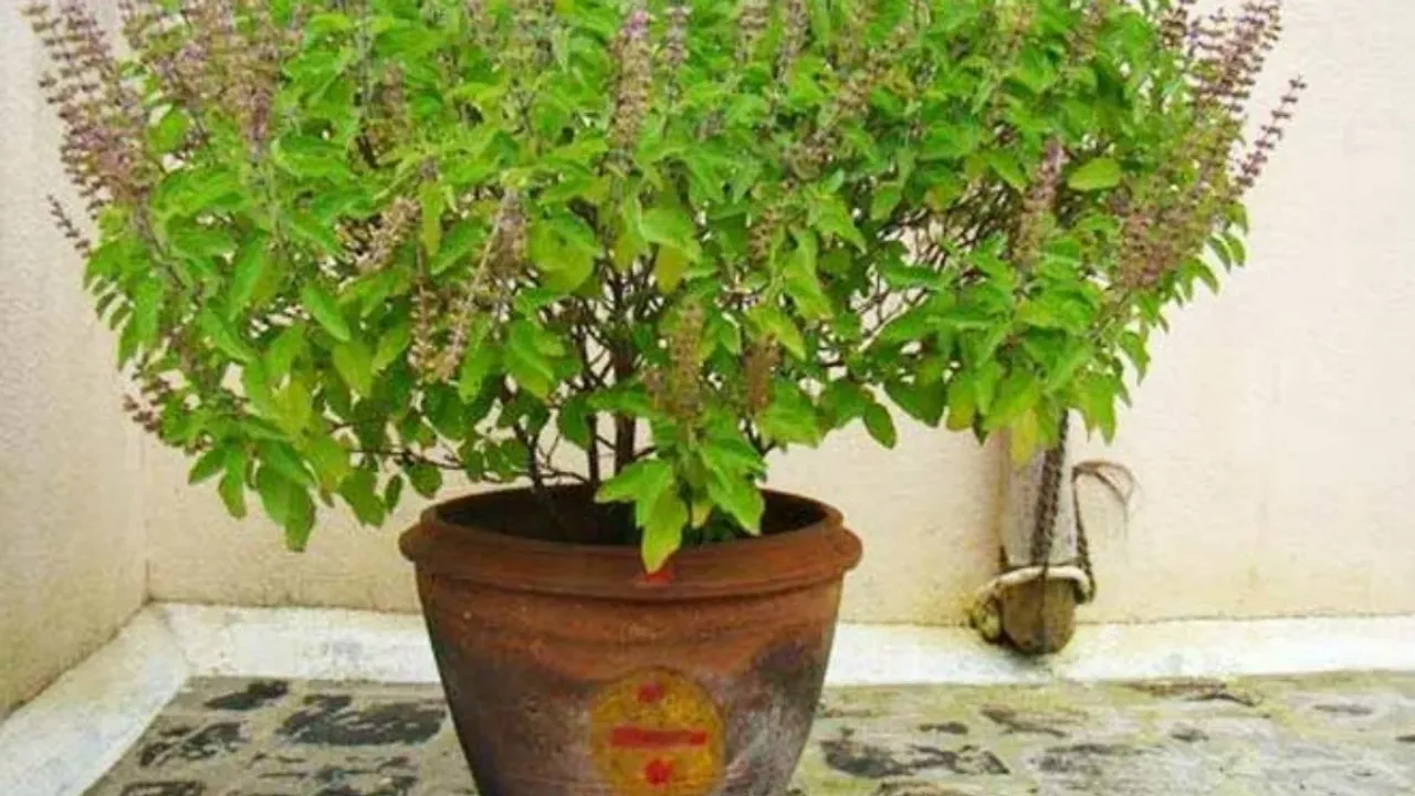 Tulsi Fort: తులసి కోట దగ్గర ఈ వస్తువులు అస్సలు ఉంచొద్దు