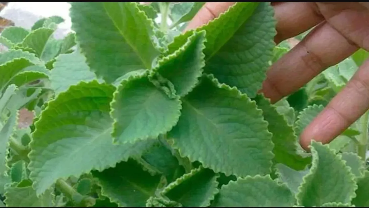 Health Benefits: వామాకుతో ఎన్ని లాభాలు ఉన్నాయో తెలుసా..?