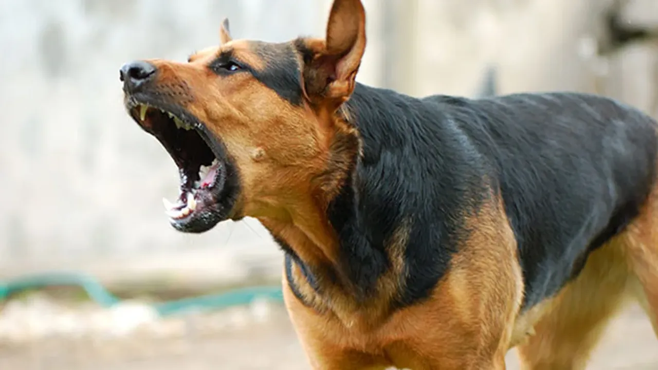 Dog Bite: రెండు గంటల్లో 29 మందిని కరిచిన కుక్క.. స్థానికులు ఏం చేశారంటే..