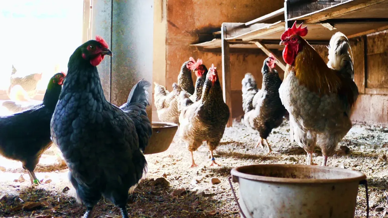 Chicken Checks Insects: కోడితో క్రిములు పరార్‌.. ఈ చిట్కా మీరు ట్రై చేయండి