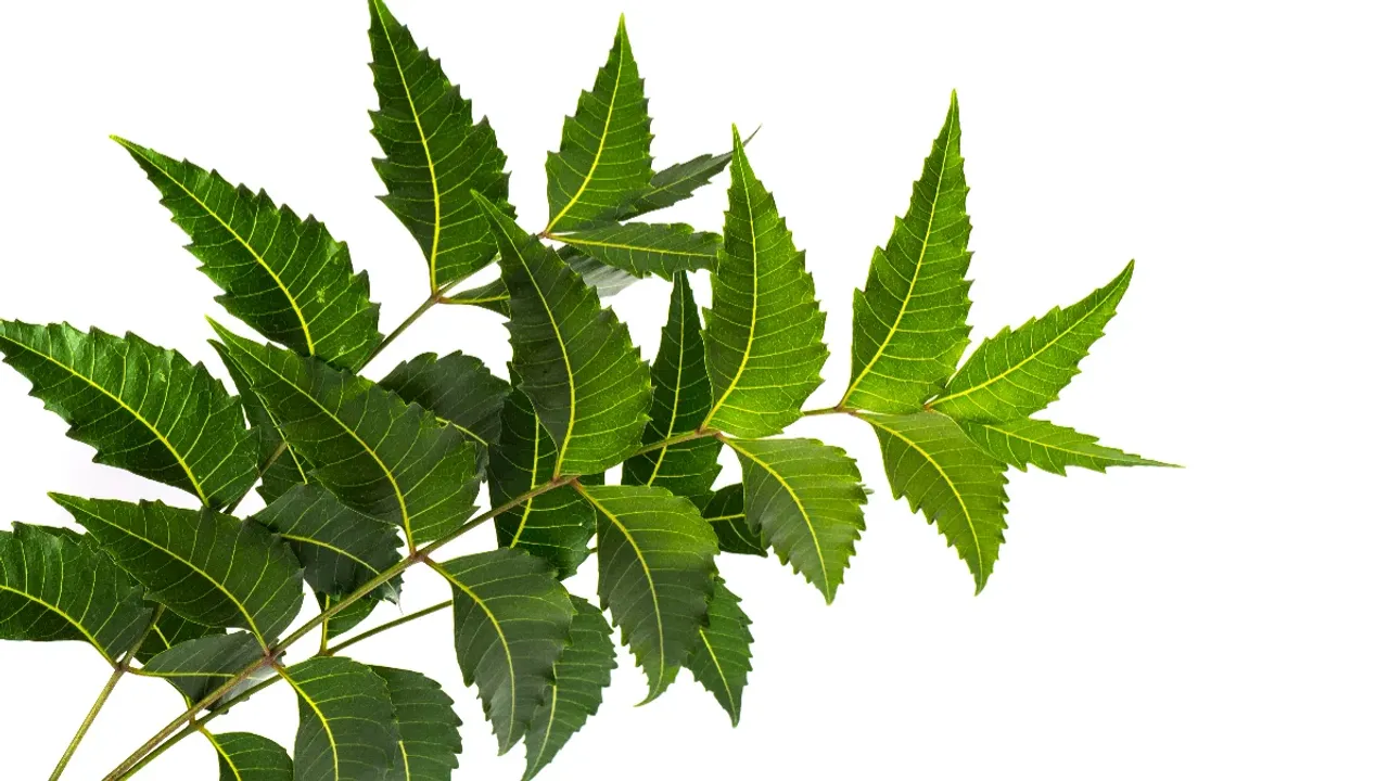 Neem leaves: ఖాళీ కడుపుతో ఈ ఆకులను ఎప్పుడైనా తిన్నారా.? అద్భుతాలు తెలిస్తే వదలరు