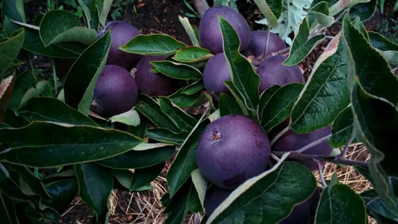 Black Apple: నల్ల యాపిల్ గురించి విన్నారా..సీజన్‌తో సంబంధం లేని పంట