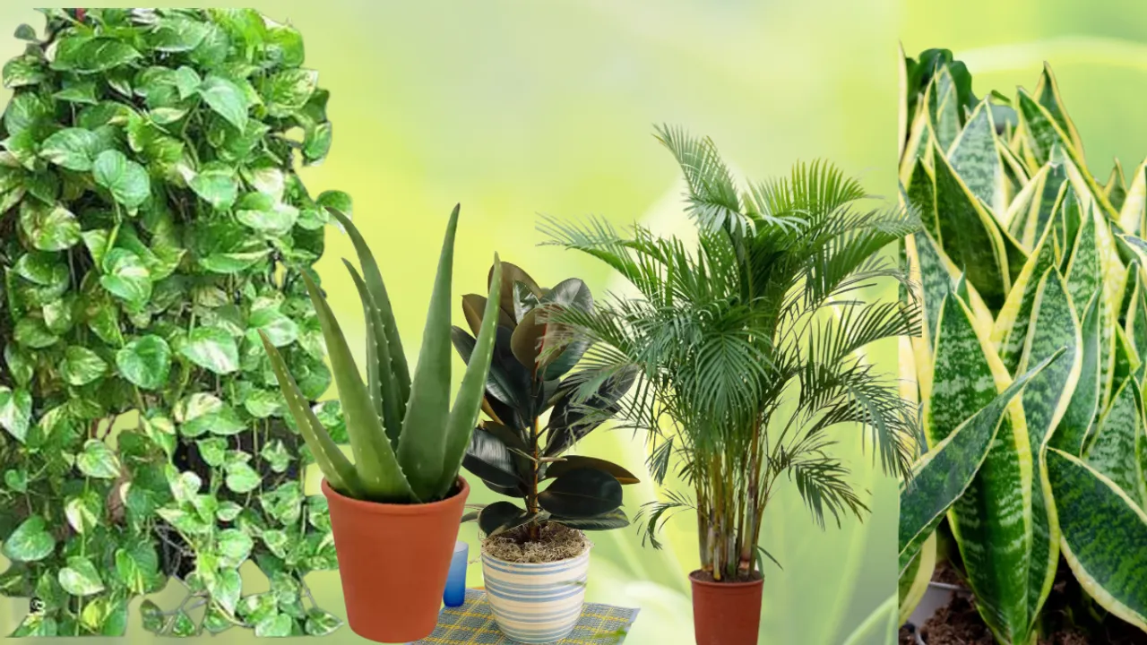 Indoor Plants: కాలుష్యాన్ని నివారించే మొక్కలు.. ఇంటిలో ఉంటే అనారోగ్యం పారిపోతుంది