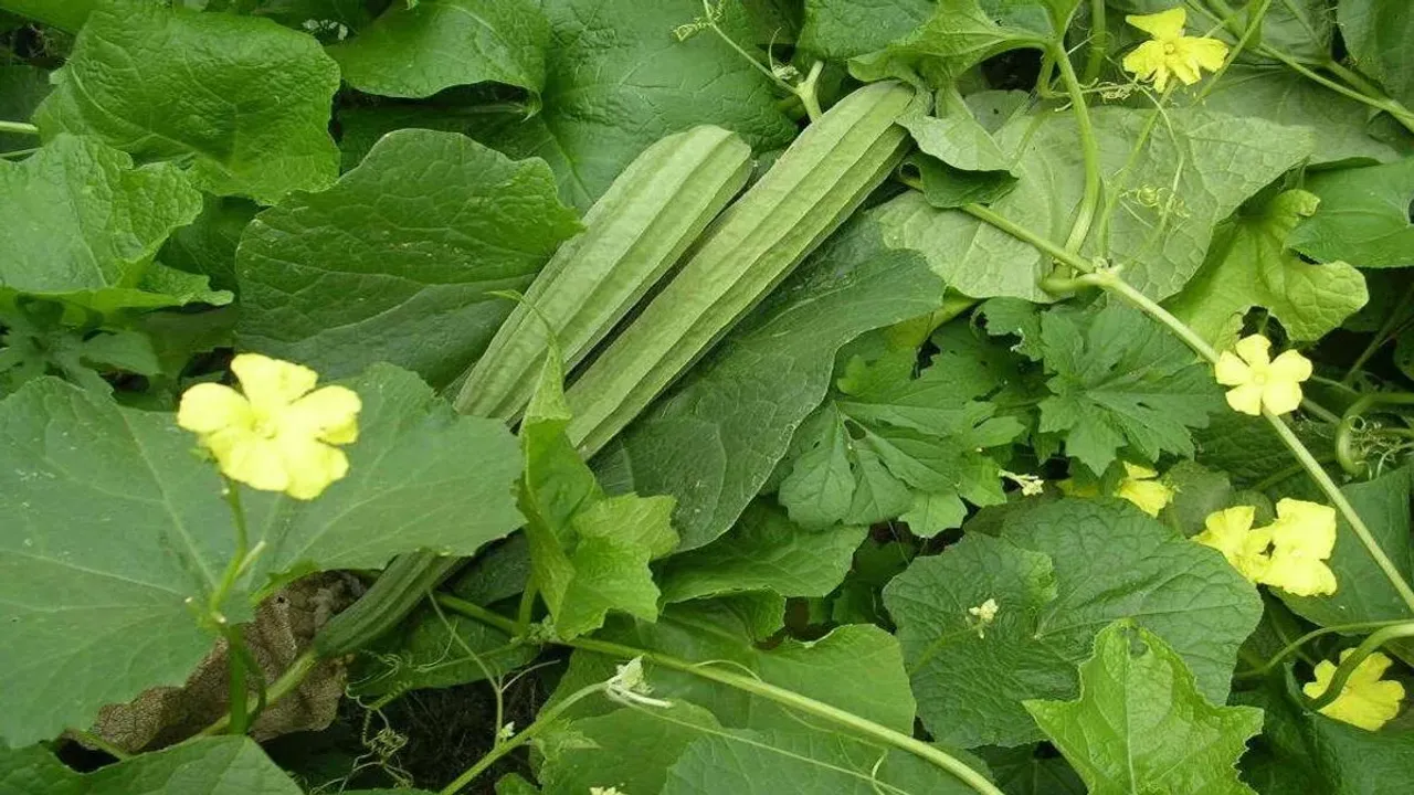 Health Tips: బీరకాయ కూర వండే సమయంలో ఈ మిస్టేక్స్ అస్సలు చేయొద్దు తెలుసా?