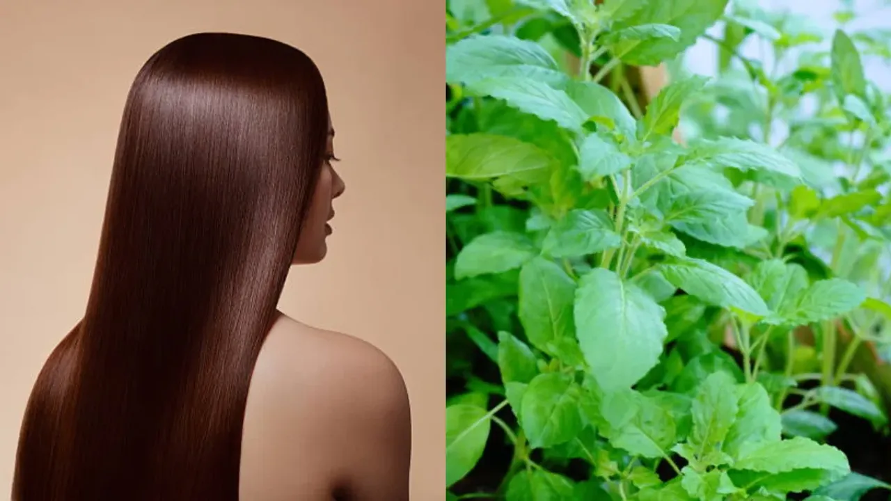 Tulasi leaves: జుట్టు రక్షణకు తులసి మంత్రం.. ఆకులతో ఇలా చేయండి