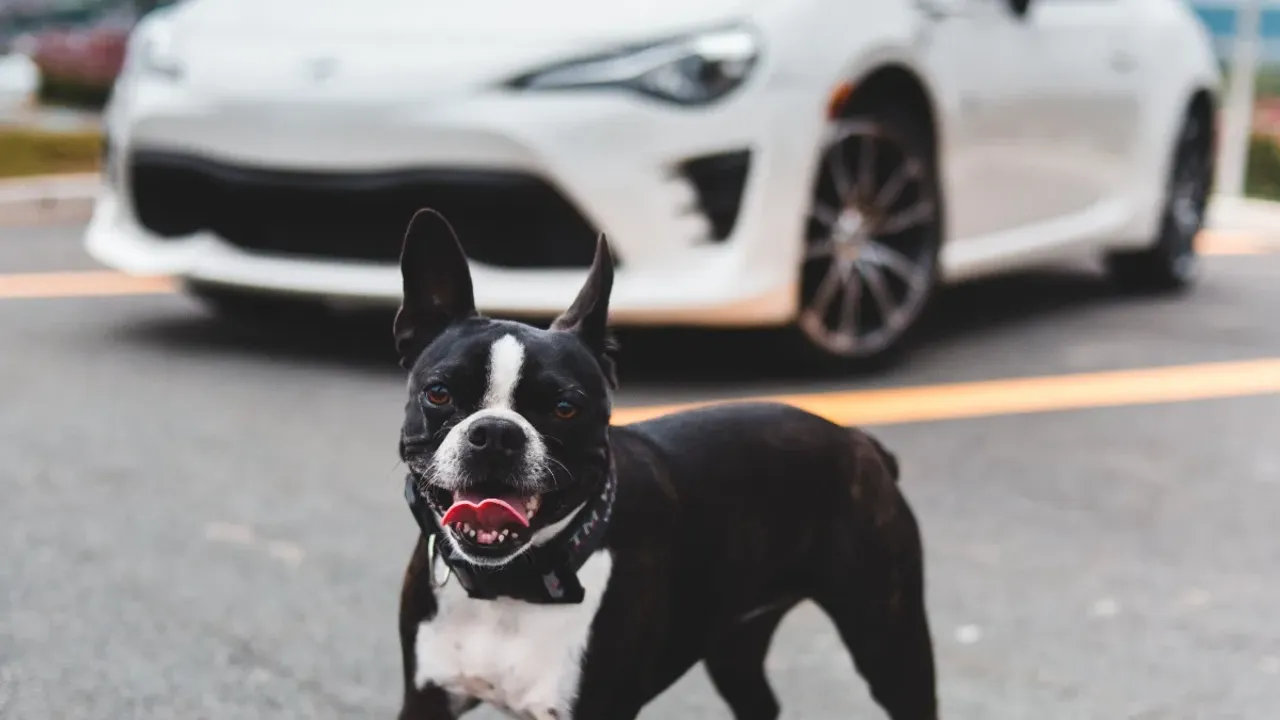Dogs Run With Cars: కారు వెంట కుక్కలు ఎందుకు పరుగెత్తుతాయి?