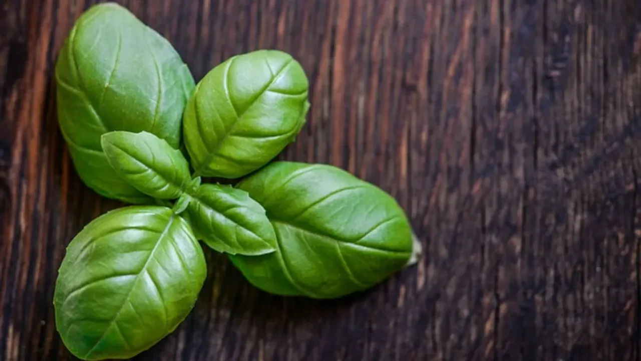 Health: తులసి చేసి మేలు ఏంటో తెలిస్తే దాన్ని ఎందుకు పూజిస్తారో అర్థమవుతుంది