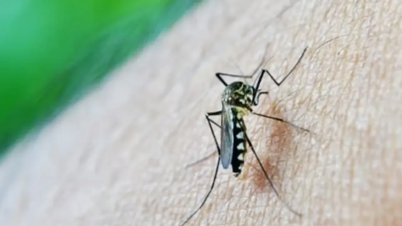 Chikungunya: చికున్‌గున్యాకు వ్యాక్సిన్ వచ్చేసింది.. ఆమోదం తెలిపిన FDA..