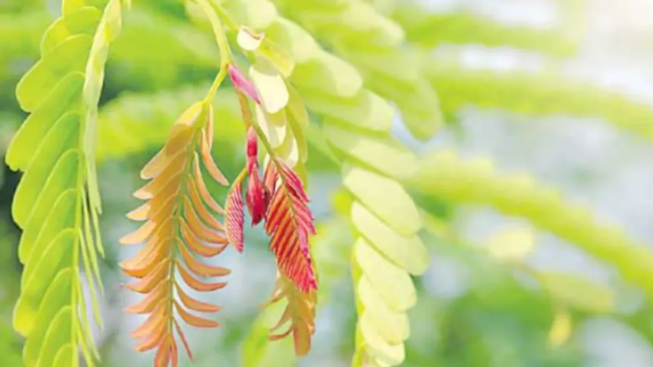 Tamarind Leaves: చింతాకు తింటే ఈ చింతలన్ని తీరుతాయి!