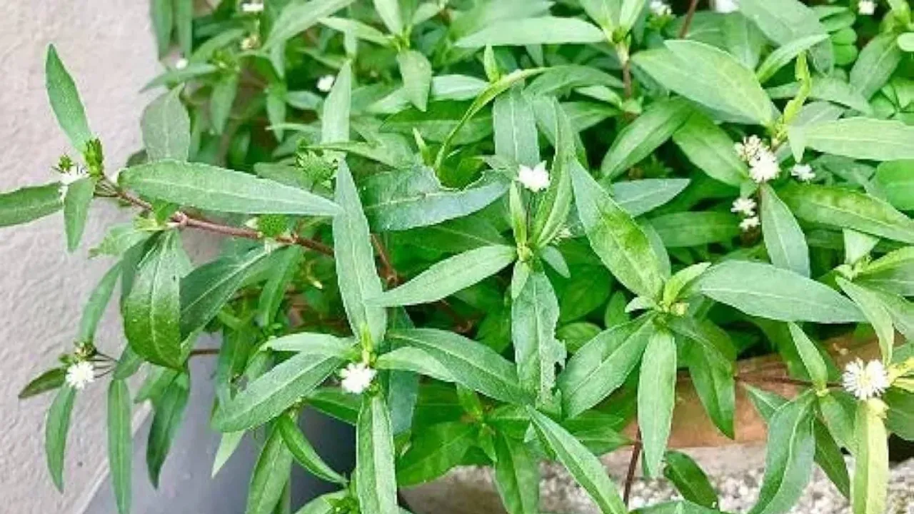 Bhringraj Benefits: ఆయుర్వేదంలో అపర సంజీవని భృంగరాజు..నూనెతో అద్భుత ప్రయోజనాలు