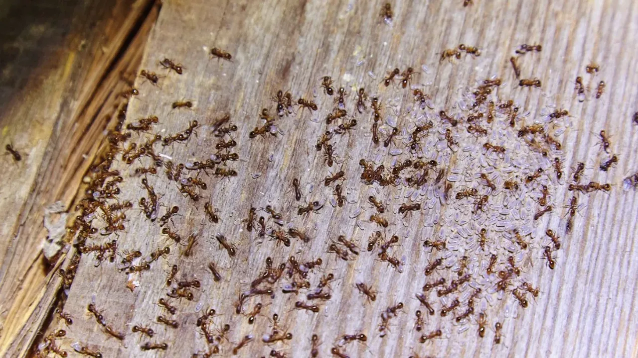 Ants Best Tips: ఇంట్లో చీమలను తరిమేసే చక్కటి చిట్కాలు