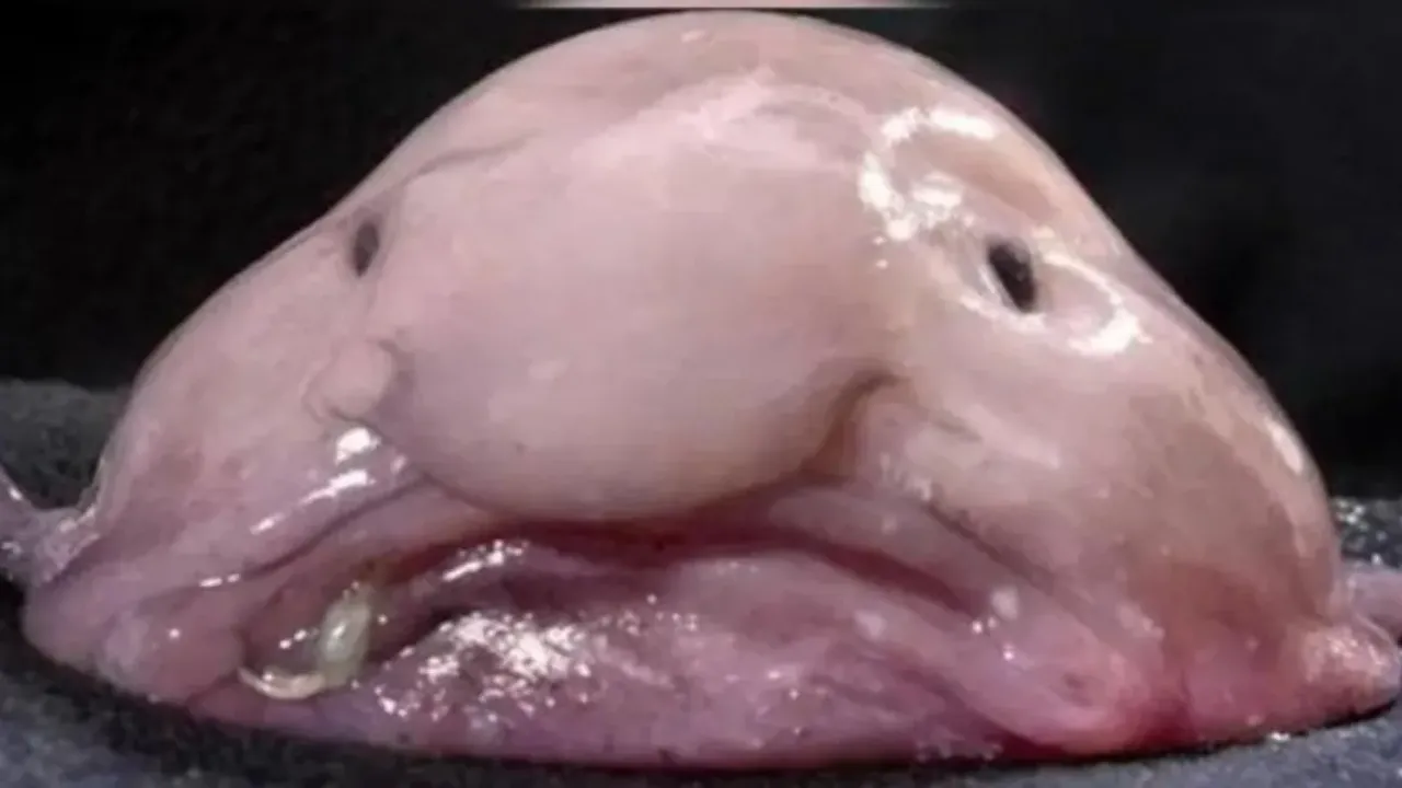 Worlds Ugliest Fish: అందవిహీనమైన జలపుష్పం..బ్లాబ్ ఫిష్..దీన్ని చూస్తే పక్కా భయపడతారు