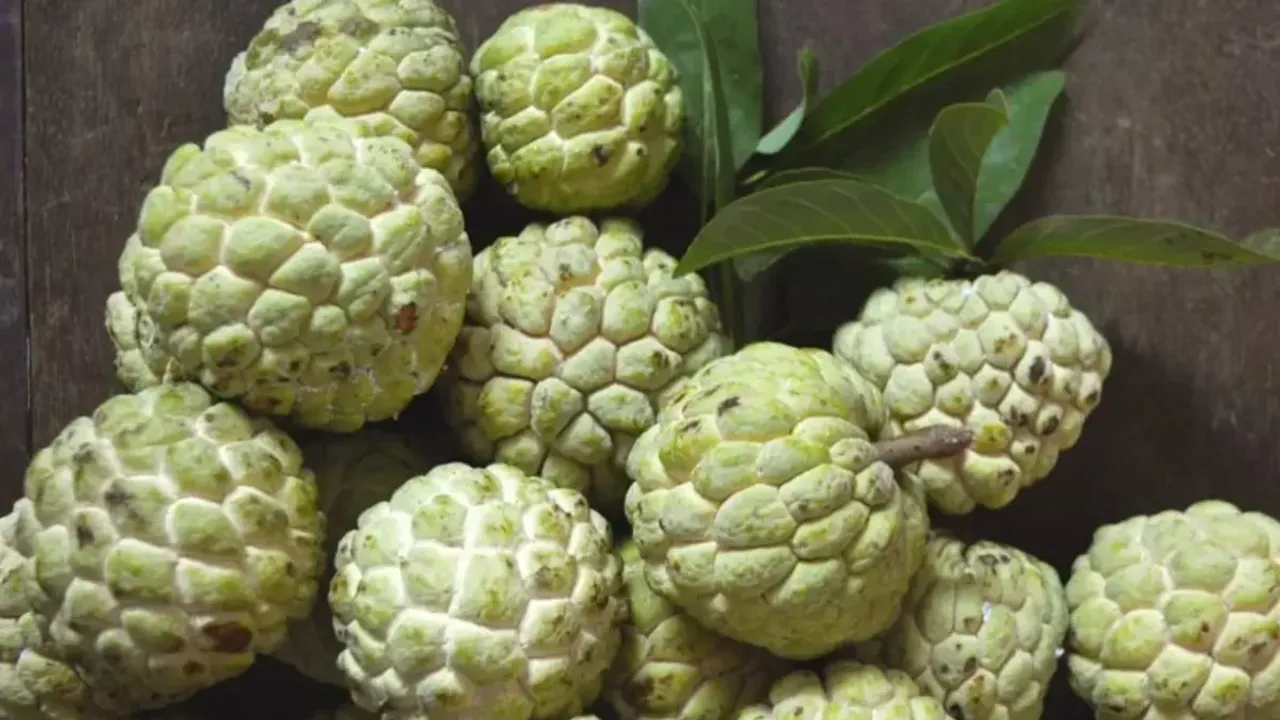 Custard Apple Health Benefits: మధుమేహం ఉన్నవారు సీతాఫలాలు తినొచ్చా?