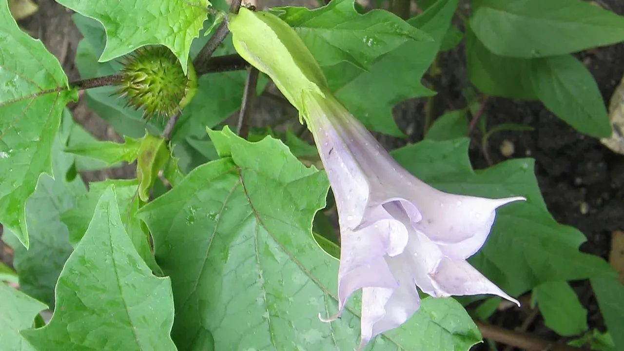 Dhatura Plant Benefits: ఈ ఆకులు ఎంతో మేలు చేస్తాయి.. తక్షణ ఉపశమనం గ్యారెంటీ!