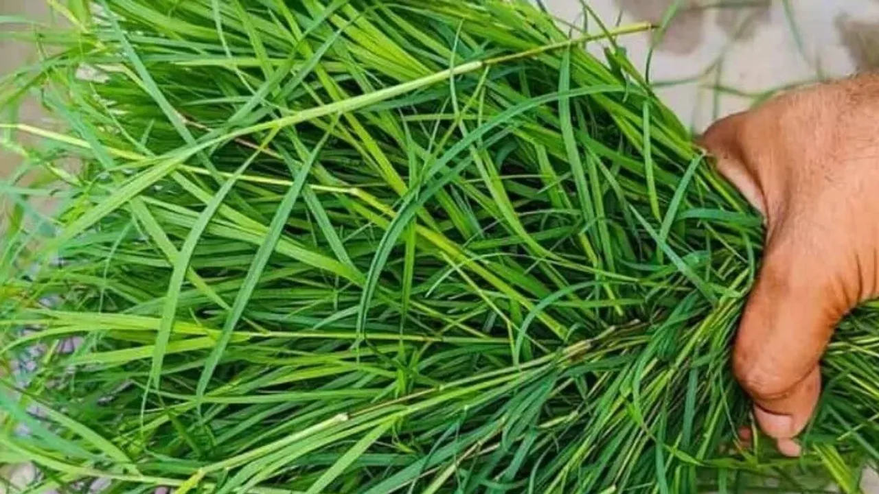 Garika Grass Health Benefits: గడ్డితో తలనొప్పి మాయం..ఆశ్చర్యంగా ఉన్నా ఇది నిజం