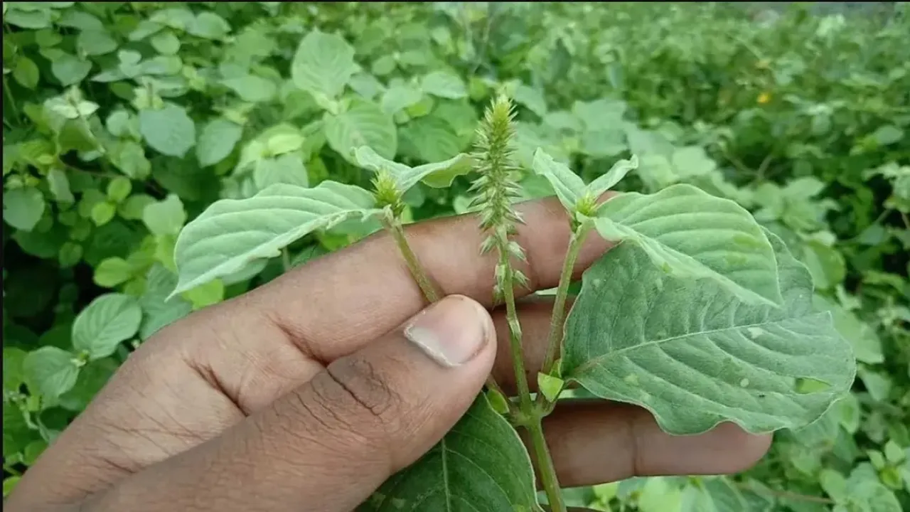 Uttareni plant: ఉత్తరేణితో వందల రోగాలు మాయం..సంజీవనిలాంటి మొక్క