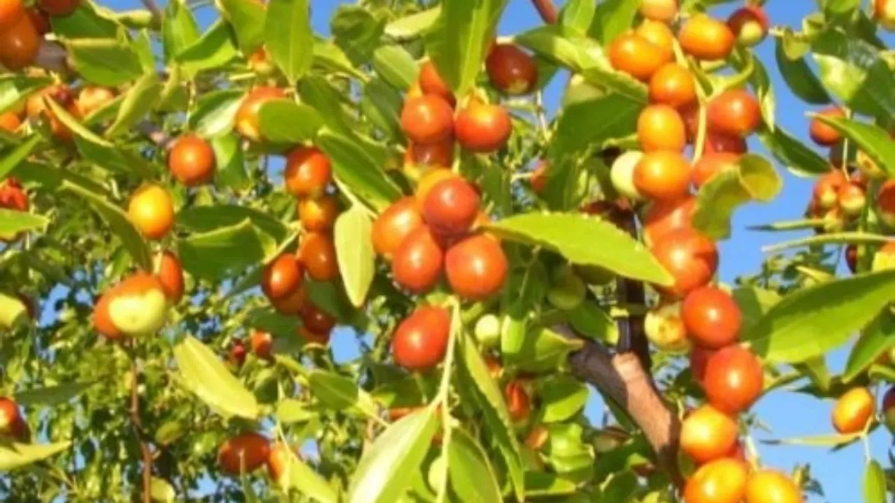 Plum Fruits Benefits: రేగి పండ్లతో ఎన్నో ప్రయోజనాలు..అవేంటో తెలుసుకోండి!