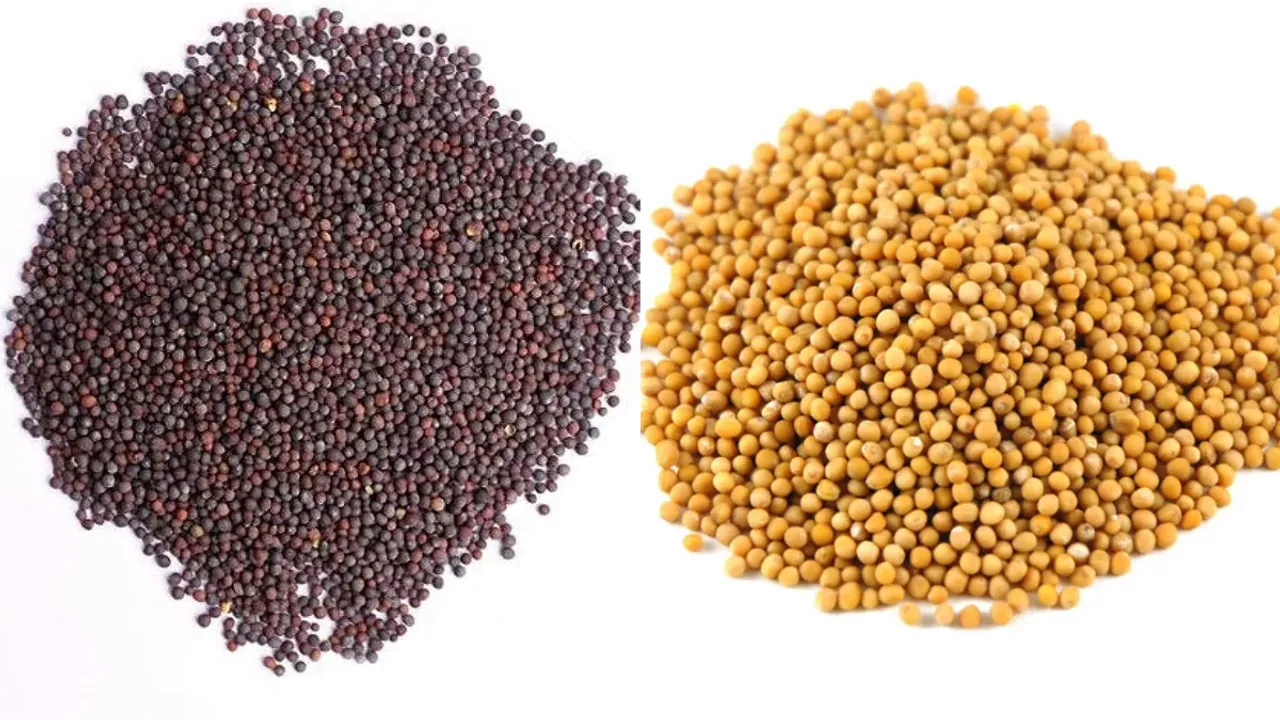 Mustard Benefits: ఆవాలతో ఇలా చేస్తే పట్టిందల్లా బంగారం అవుతుంది