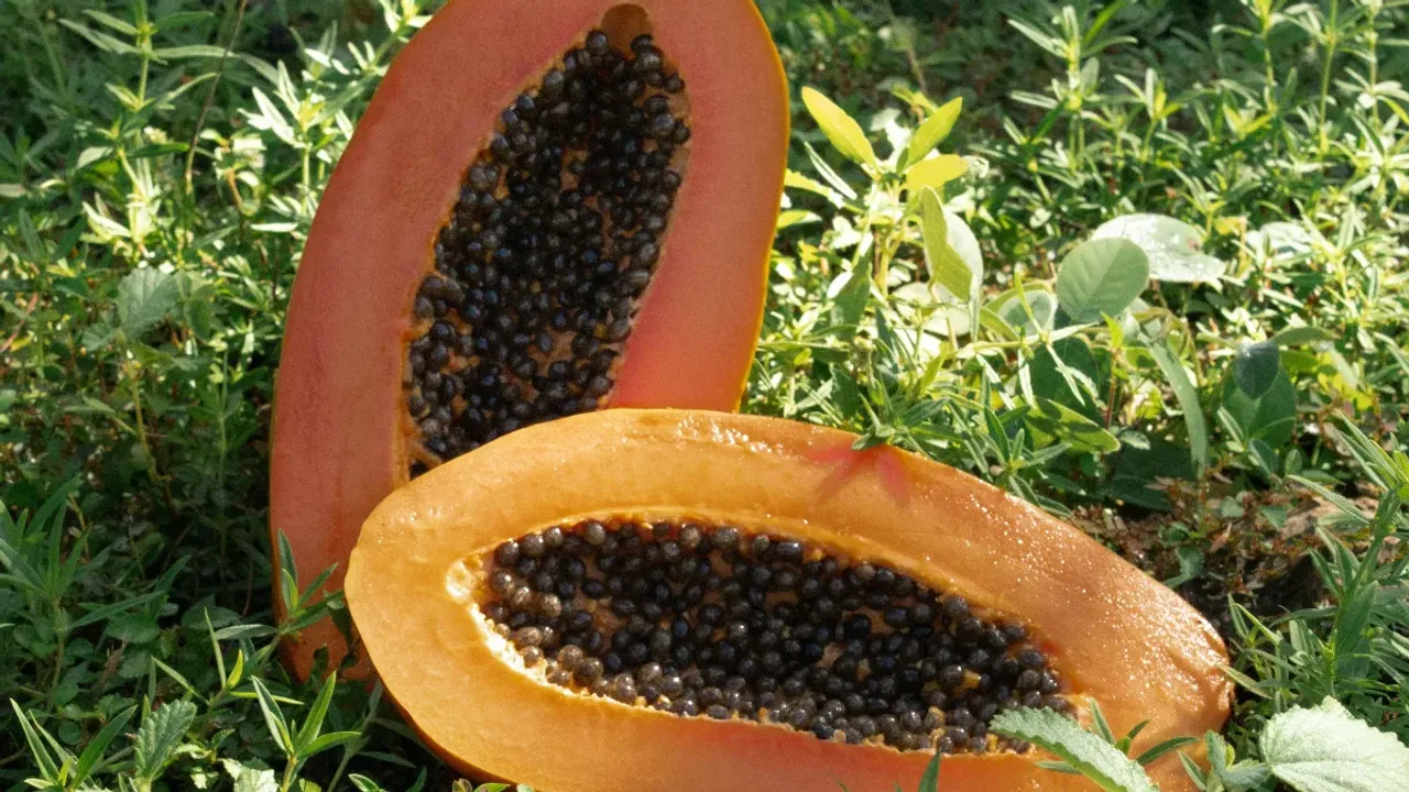 Papaya Seeds Benefits: బొప్పాయి గింజల పొడితో బాక్టీరియా పరార్..ఇంకా ఎన్నో లాభాలు