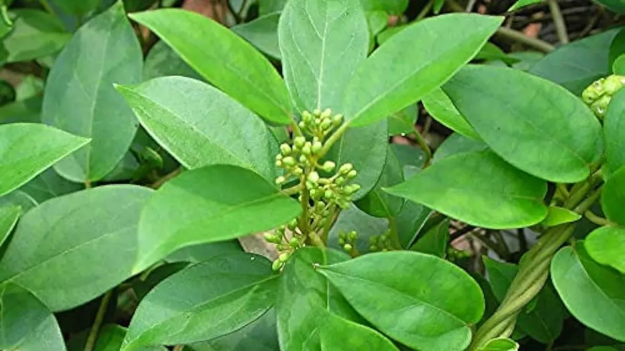 Gudmar Plant: బీపీ, ఊబకాయం, కాలేయానికి ఈ మొక్క అద్భుతంగా పని చేస్తుంది!