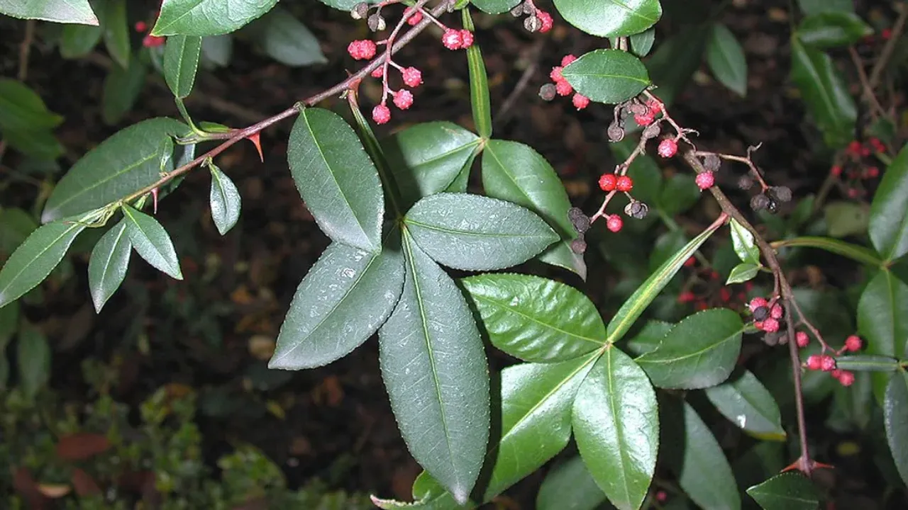 Timur Tree : ఈ చెట్టు ఉపయోగాలు తేలిస్తే ఇది వృక్షమా లేక మంత్రమా అనే డౌట్ వస్తుంది!