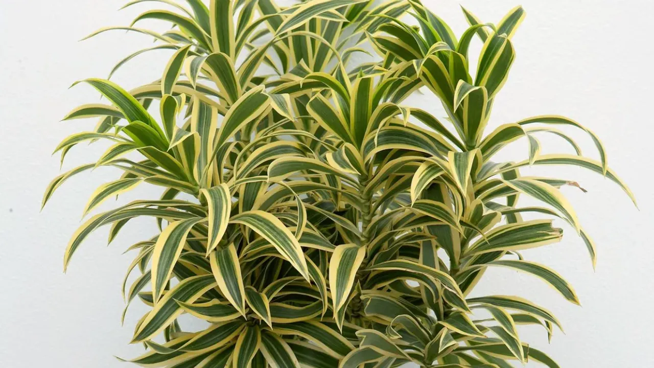 Plants : విషపూరితమైన గాలి పోవాలంటే ఇంట్లో ఈ మొక్కలు పెట్టాల్సిందే!