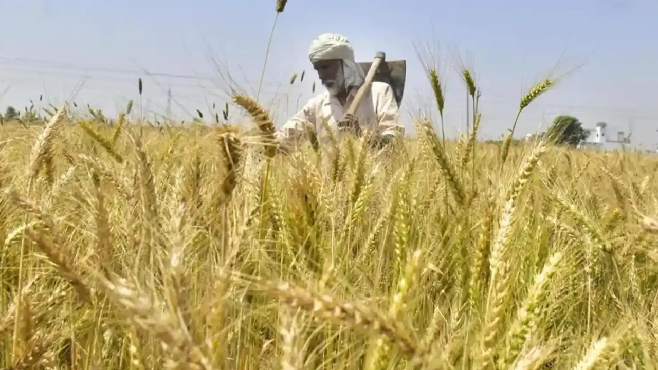 Wheat : అద్భుతం.. ఏడాదికి ఆరుసార్లు పంటనిచ్చే గోధుమను అభివృద్ధి చేసిన పరిశోధకులు..