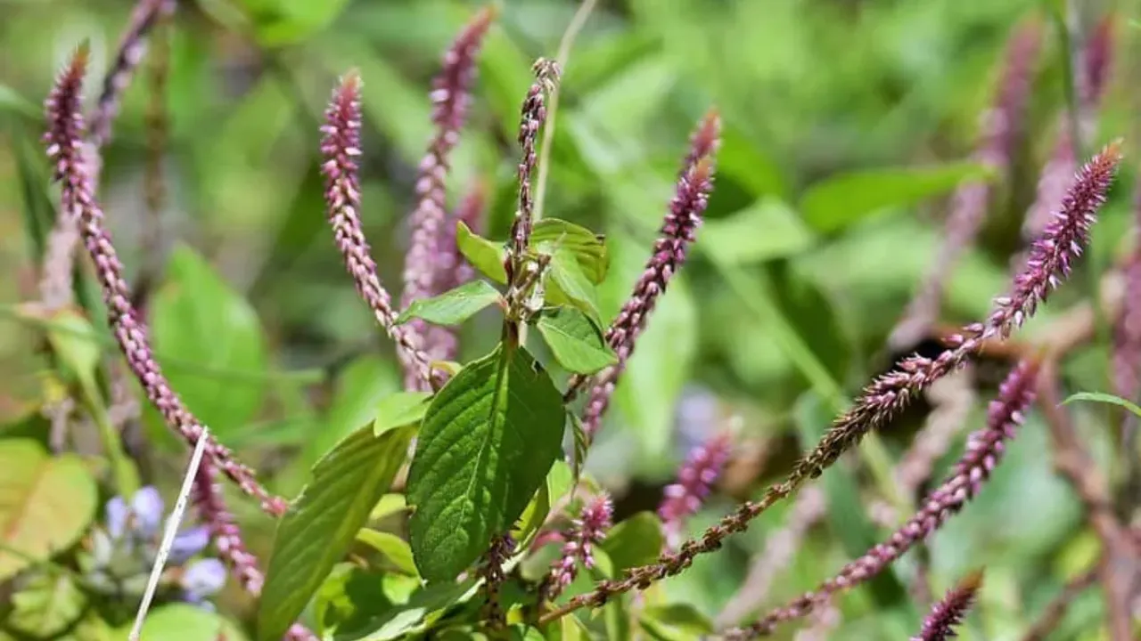 Apamarg Plant: ఈ చెట్టు కర్రతో పళ్లు తోముకుంటే దంతాలు ముత్యాలే..!!