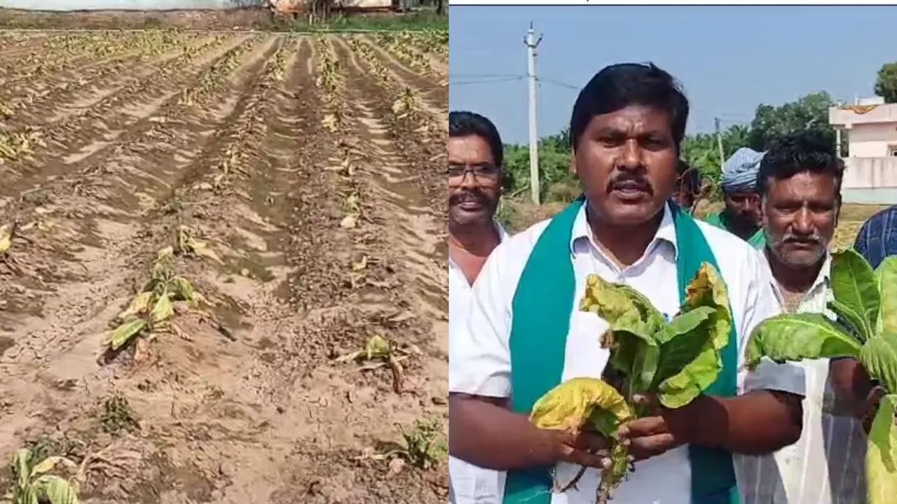 Eluru: నష్టపోయిన పొగాకు రైతుల రుణాలు మాఫీ చేయాలి.!