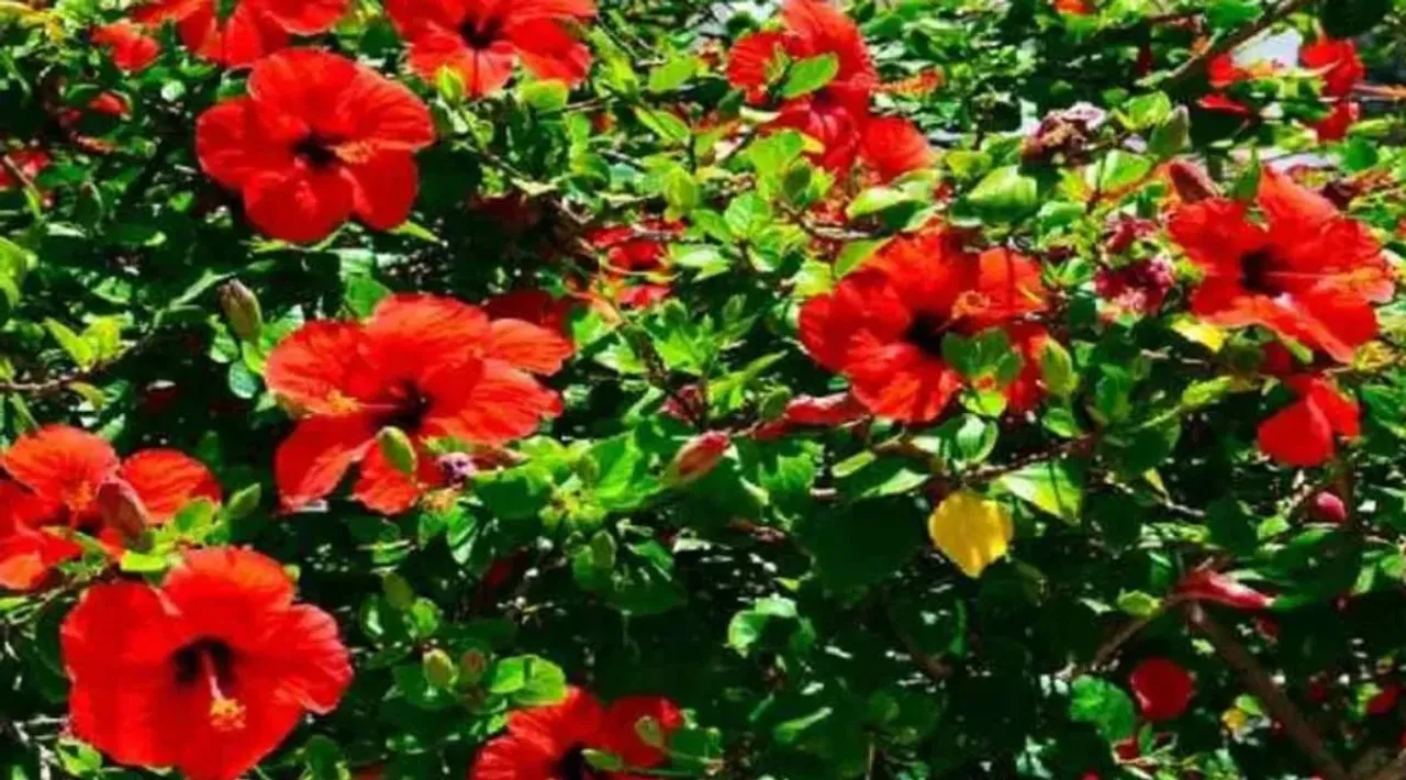 Gardening Tips: మీ గార్డెన్‌లోని మందార మొక్క 'పూలు' ఇవ్వడం లేదా? అయితే ఇలా చేయండి