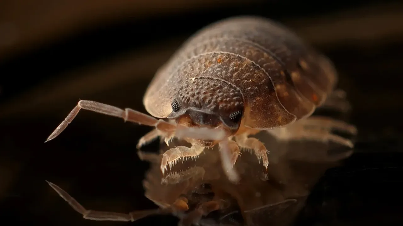 Bed Bugs: రక్తం పీల్చే కీటకాలు.. నిద్రలో పీడించుకు తింటాయ్.. చెక్‌ పెట్టండిలా!
