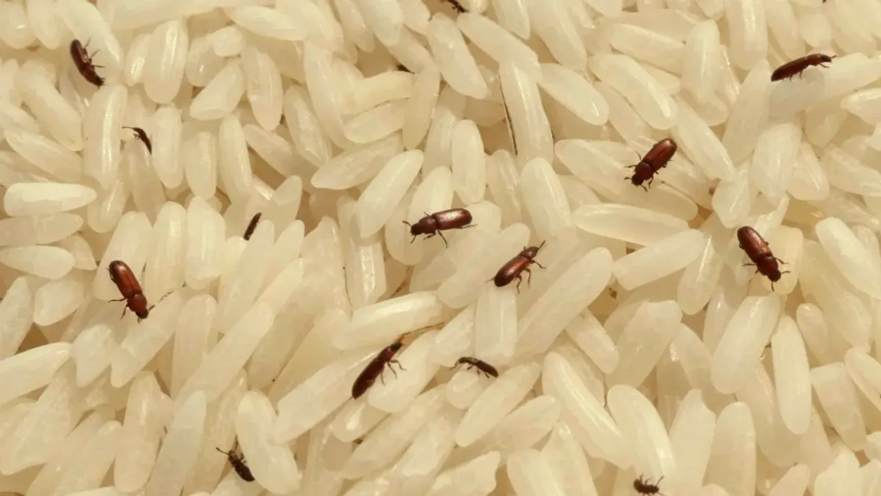 Food Safety: ఇలా చేస్తే పిండికి పురుగు అస్సలు పట్టదు.. మీరు కూడా ట్రై చేయండి!