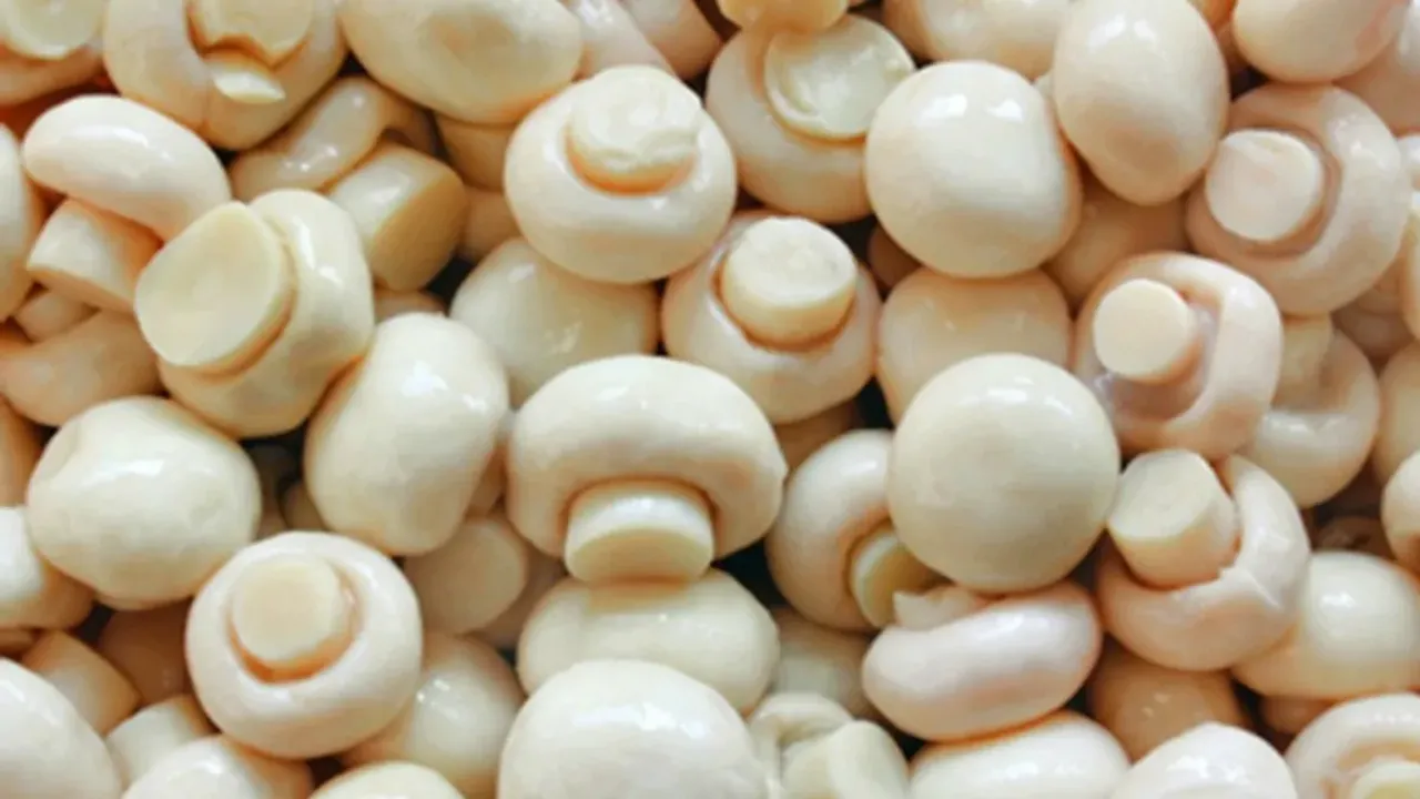 Mushroom: పుట్టగొడుగులతో అనేక వ్యాధులకు చెక్‌? ఈ విషయం తెలుసుకుంటే షాక్‌ అవుతారు!