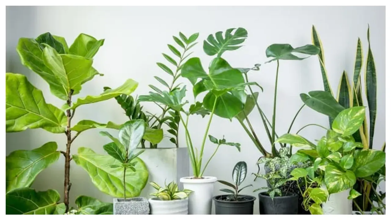 Office Vastu : ఆఫీసు టేబుల్ పై పొరపాటునా ఈ మొక్కలు పెట్టకండి..మీ ఉద్యోగానికి ఎసరు తప్పదు..!