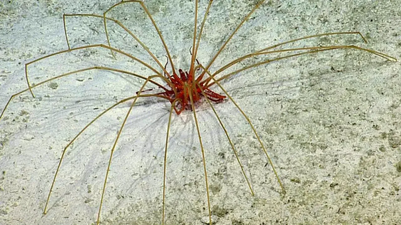 Sea Spider: కాళ్లతో శ్వాస తీసుకోవచ్చా..ఇదెక్కడి విడ్డూరం!