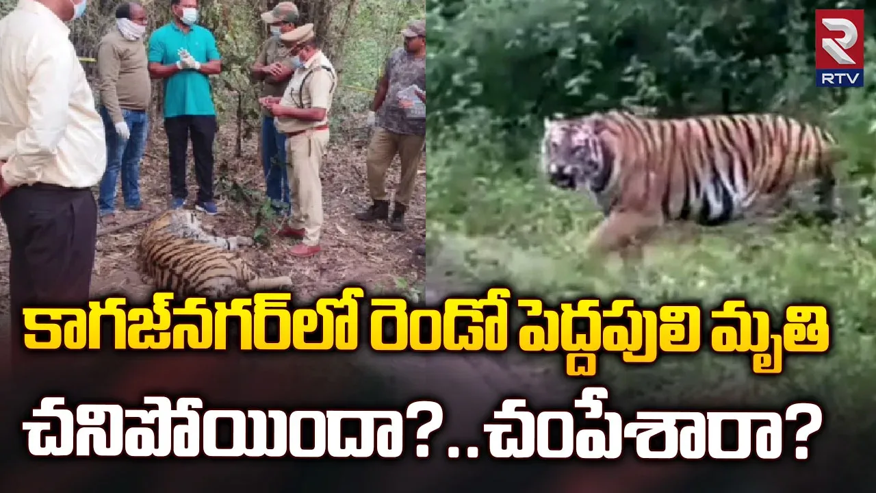 Tiger Fight : కాగజ్‌నగర్ అటవీ ప్రాంతంలో ఆధిపత్యపోరులో రెండు పులులు మృతి..